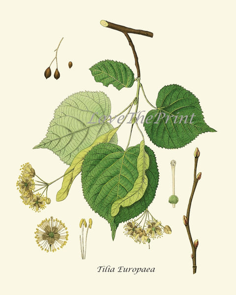 Vintage Tree Leaf Branch Prints Wall Art Set of 4 Beautiful Botanical Poster Chart Gift Present Garden Nature Home Rooom Decor to Frame HT