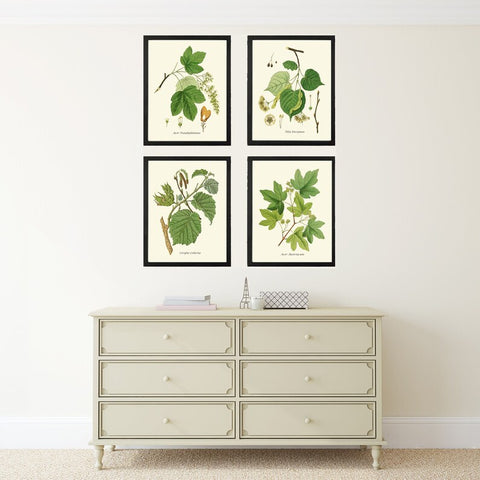 Vintage Tree Leaf Branch Prints Wall Art Set of 4 Beautiful Botanical Poster Chart Gift Present Garden Nature Home Rooom Decor to Frame HT