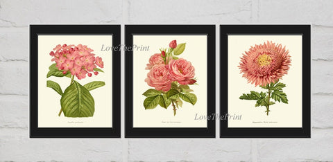 Pink Roses Hydrangea Aster Wall Art Print Set of 3 Botanical Antique Vintage Home Decor Kitchen Dining Room Hanging Decoration to Frame IH