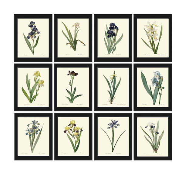 Iris Flower Botanical Prints Wall Art Home Decor Set of 12 Large Gallery Beautiful Vintage Blue White Yellow Plants Home Decor to Frame REDT
