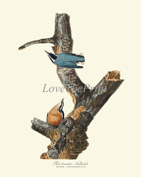 James Audubon Bird Wall Art Prints Set of 2 Beautiful Antique Red-breasted Nuthatch Pigeon Blue Brown Birds Home Room Decor to Frame JJA