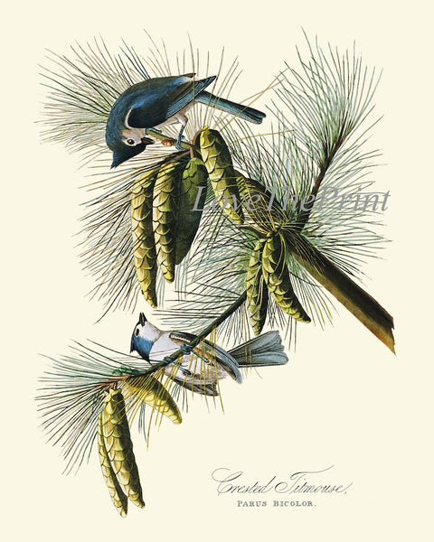 James Audubon Bird Wall Art Prints Set of 2 Beautiful Antique Blue Tufted Titmouse Flycatcher Blue Botanical Home Room Decor to Frame JJA