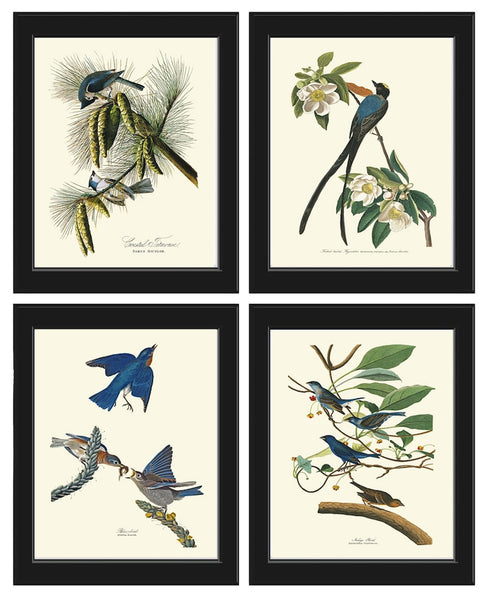 Bluebird Wall Art Print Set of 4 James Audubon Vintage Antique Bird Home Decor Painting Watercolor Poster Illustration Picture to Frame JJA