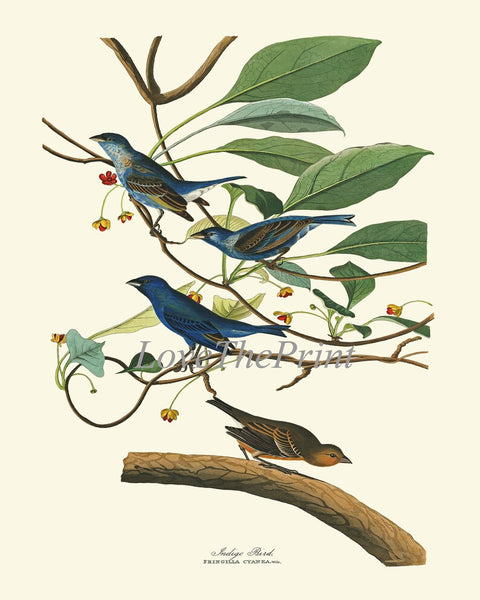 Bluebird Wall Art Print Set of 4 James Audubon Vintage Antique Bird Home Decor Painting Watercolor Poster Illustration Picture to Frame JJA