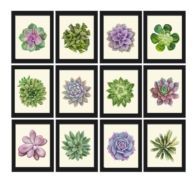 Succulent Home Decor Prints Wall Art Set of 12 Large Gallery Beautiful Colorful Cactus Flowers Botanical Watercolor Decoration to Frame SUCC