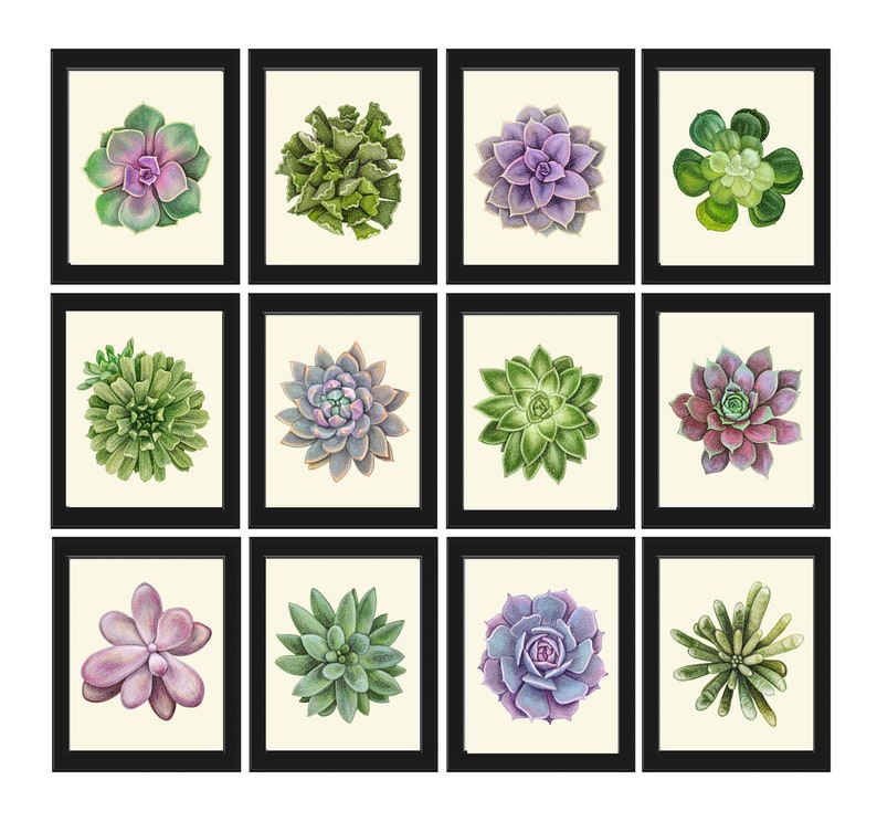 succulent wall art set Succulent Home Decor Prints Wall Art Set of 12 Large Gallery Beautiful – Love the Print