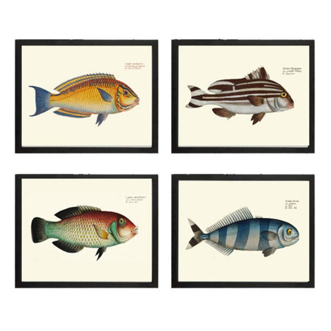 Tropical Ocean Fish Wall Art Set of 4 Prints Beautiful Antique Vintage Colorful Reef Nature Beach Coastal Marine Home Decor to Frame BL