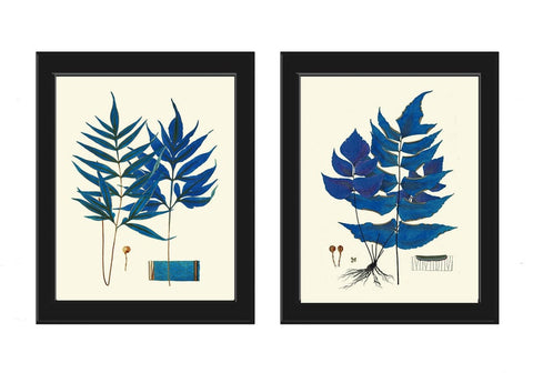 Blue Fern Prints Wall Art Set of 2 Beautiful Botanical Antique Vintage Cottage Farmhouse Cabin Forest Outdoor Nature Home Decor to Frame HWB
