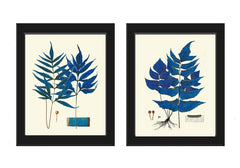 Blue Fern Prints Wall Art Set of 2 Beautiful Botanical Antique Vintage Cottage Farmhouse Cabin Forest Outdoor Nature Home Decor to Frame HWB