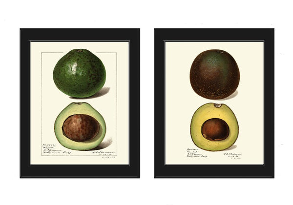Avocado Wall Art Print Botanical Set of 2 Beautiful Vintage Fruit Vegetable Kitchen Cooking Gift Dining Room Home Room Decor to Frame POMO