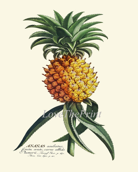 Pineapple Home Decor Wall Art Print Set of 2 Beautiful Vintage Fruit Kitchen Cooking Gift Dining Room Home Decor Illustration to Frame PINA