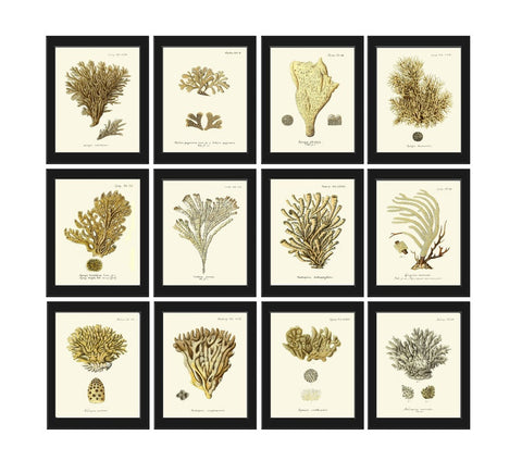 Vintage Corals Print Wall Art Set of 12 Beautiful Antique Coral Reed Nature Science Beach Ocean Natural Colors Home Room Decor to Frame ESPE