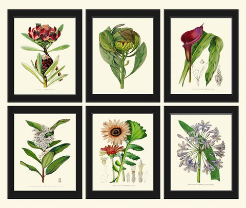 Beautiful Flower Wall Art Home Decor Pint Set 6 Green Floral Garden Nature Bedroom Dining Room Kitchen Fireplace Office Decor to Frame AFP