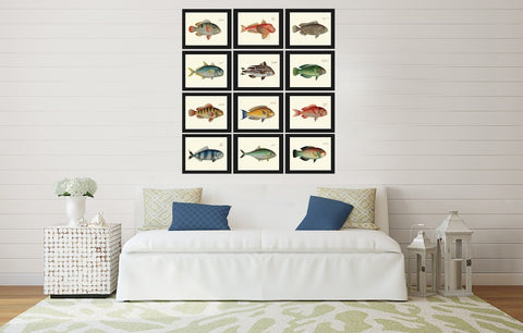 Fish Print Set of 12 Beautiful Wall Art Colorful Coral Reef Nature Science Beach Ocean Tropical Island Coastal Home Room Decor to Frame BL
