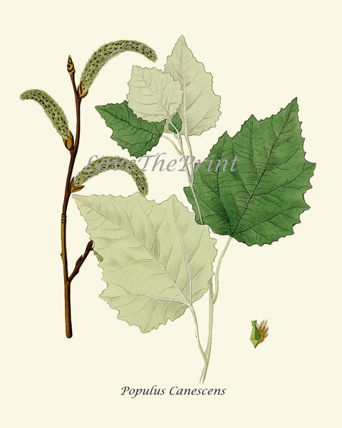Tree Leaf Branch Home Decor Prints Wall Art Set of 6 Beautiful Green Forest Nature Cabin Farmhouse Illustration Interior Design to Frame HT