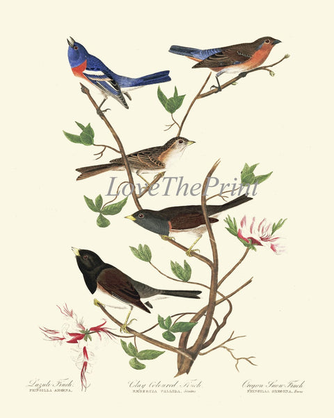 Vintage Blue Birds Wall Decor Art Print Set of 6 Prints Antique Bluebird Farmhouse Birdwatching Bedroom Dining Room Fireplace to Frame JJA