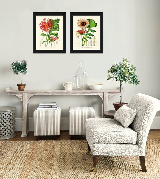 African Daisy Gerbera Botanical Prints Wall Art Set of 2 Beautiful Antique Vintage Pink Red Flower Garden Farmhouse Home Decor to Frame AFP