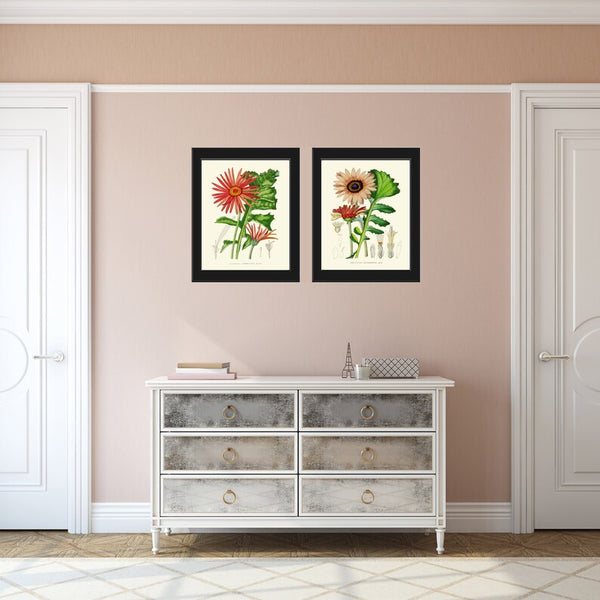 African Daisy Gerbera Botanical Prints Wall Art Set of 2 Beautiful Antique Vintage Pink Red Flower Garden Farmhouse Home Decor to Frame AFP