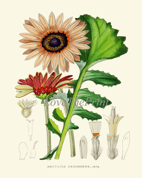 African Daisy Gerbera Botanical Prints Wall Art Set of 2 Beautiful Antique Vintage Pink Red Flower Garden Farmhouse Home Decor to Frame AFP