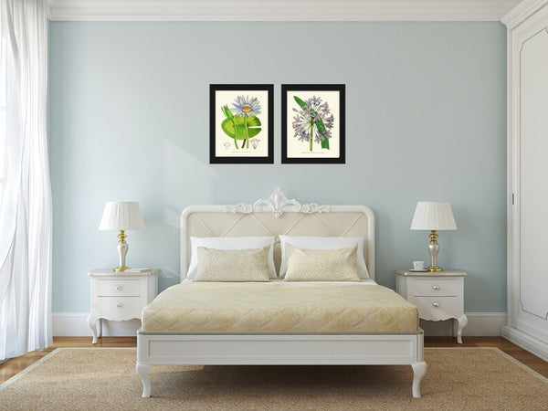 Blue Agapanthus Water Lily Flowers Botanical Prints Wall Art Set of 2 Beautiful Antique Vintage Bedroom Dining Room Home Decor to Frame AFP
