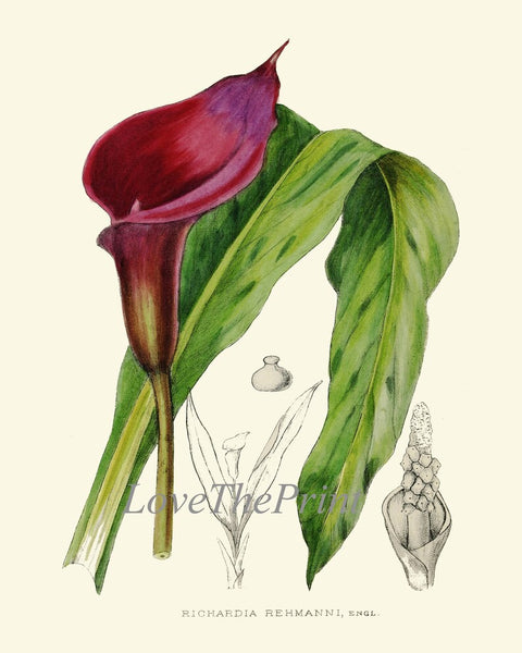 Colorful Tropical Flower Botanical Prints Wall Art Set of 9 Beautiful Watercolor Illustration Painting Large Gallery Home Decor to Frame AFP