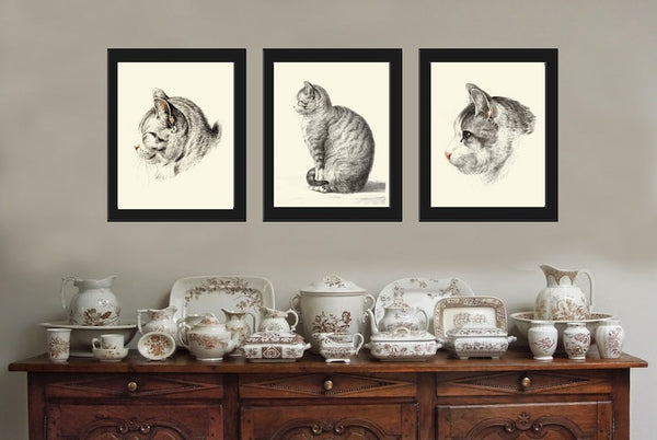 Cat Wall Art Gift Print Set of 3 Beautiful Antique Vintage Black and White Kitty Kitten Cute Pet Animal Picture Home Room Decor to Frame JB