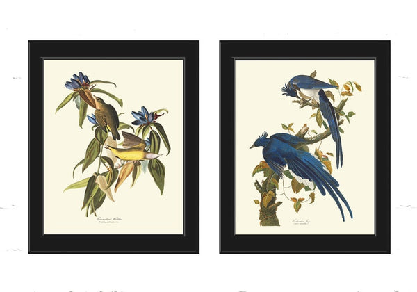 James Audubon Bird Wall Art Prints Set of 2 Connecticut Warbler Columbia Jay Blue Birds Birdwatching Antique Home Room Decor to Frame JJA