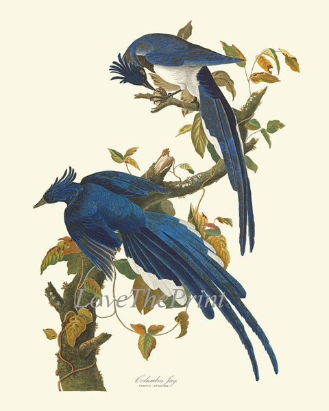 James Audubon Bird Wall Art Prints Set of 2 Connecticut Warbler Columbia Jay Blue Birds Birdwatching Antique Home Room Decor to Frame JJA