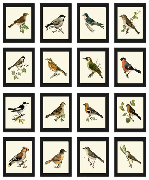 Vintage Bird Wall Art Gallery Set of 16 Prints Beautiful Antique Country Forest Outdoor Nature Farmhouse Cottage Home Decor to Frame VW