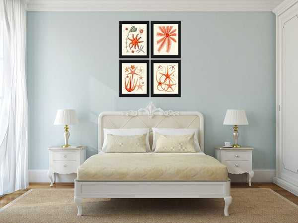 Red Sea Star Corals Wall Art Set of 4 Prints Beautiful Antique Vintage Sea Costal Ocean Beach Marine Science Home Decor to Frame SC