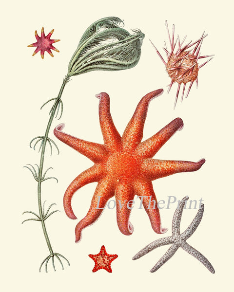 Red Sea Star Corals Wall Art Set of 4 Prints Beautiful Antique Vintage Sea Costal Ocean Beach Marine Science Home Decor to Frame SC