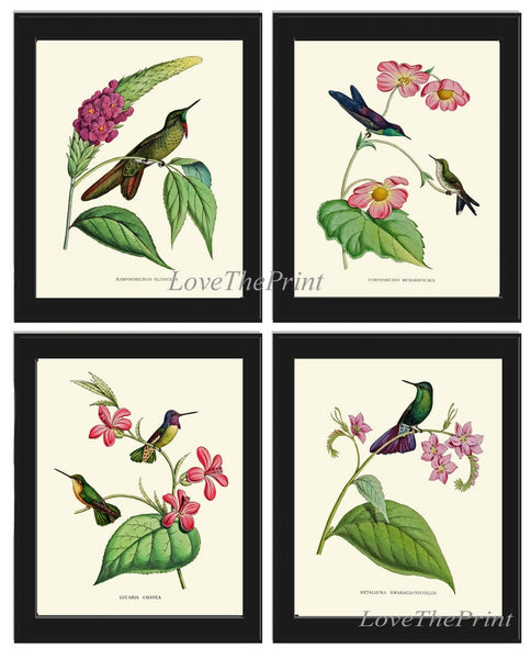 Vintage Hummingbird Prints Wall Art Set of 4 Bird Pink Tropical Flowers Home Decor Painting Watercolor Poster Illustration to Frame NDO