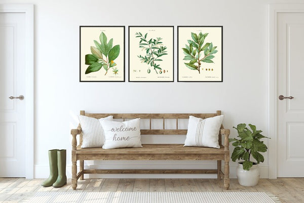 Kitchen Dining Room Wall Art Spices Herbs Bay Leaf Olive Laurel Print Set of 3 Italy Italian Cooking Chef Herb Home Decor to Frame TDA