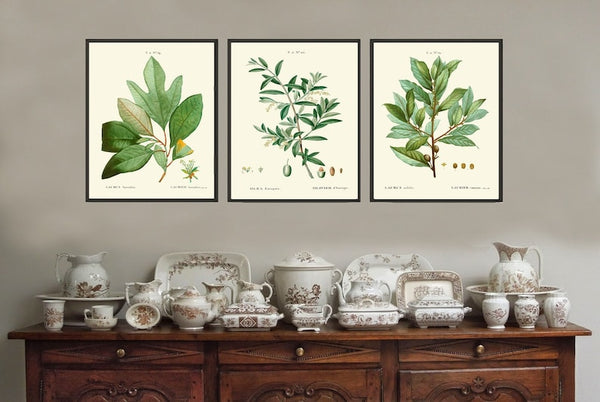 Kitchen Dining Room Wall Art Spices Herbs Bay Leaf Olive Laurel Print Set of 3 Italy Italian Cooking Chef Herb Home Decor to Frame TDA