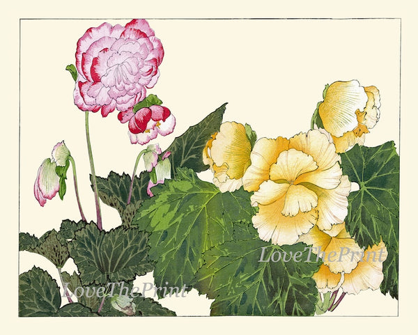 Begonia Orchid Wall Art Print Set of 4 Beautiful Horizontal Orientation White Pink Botanical Dining Room Bedroom Home Decor to Frame ZUFU