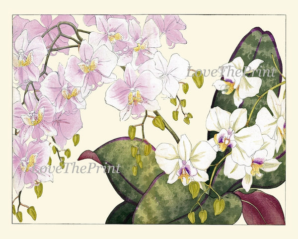 Begonia Orchid Wall Art Print Set of 4 Beautiful Horizontal Orientation White Pink Botanical Dining Room Bedroom Home Decor to Frame ZUFU