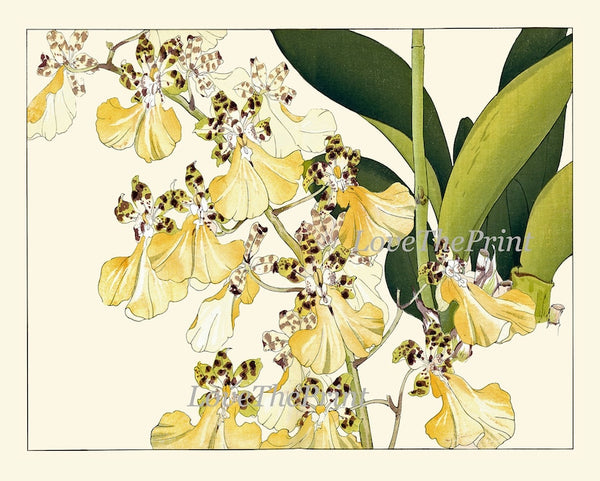 Begonia Orchid Wall Art Print Set of 4 Beautiful Horizontal Orientation White Pink Botanical Dining Room Bedroom Home Decor to Frame ZUFU