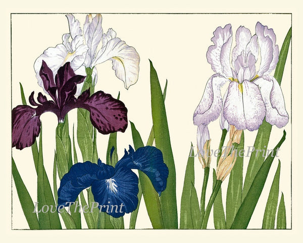 Botanical Prints Wall Art Set of 4 Blue White Pink Iris Agapanthus Hyacinth Daisy Spring Floral Garden Flowers Home Room Decor to Frame ZUFU