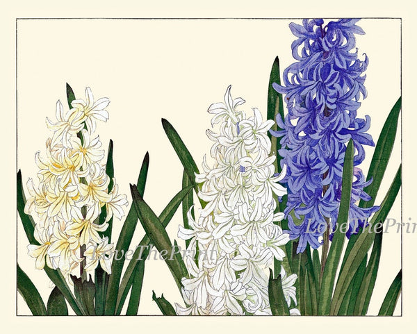 Botanical Prints Wall Art Set of 4 Blue White Pink Iris Agapanthus Hyacinth Daisy Spring Floral Garden Flowers Home Room Decor to Frame ZUFU