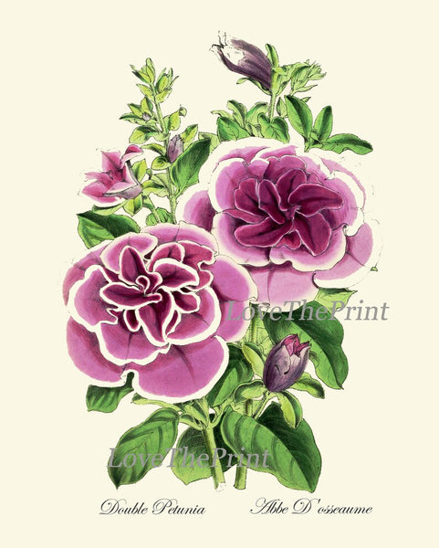 Interior Designer Wall Art Botanical Prints Set of 16 Beautiful Antique Vintage Violet White Purple Flowers Floral Home Decor to Frame TFM