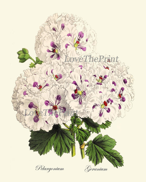 Interior Designer Wall Art Botanical Prints Set of 16 Beautiful Antique Vintage Violet White Purple Flowers Floral Home Decor to Frame TFM