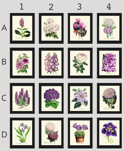 Interior Designer Wall Art Botanical Prints Set of 16 Beautiful Antique Vintage Violet White Purple Flowers Floral Home Decor to Frame TFM