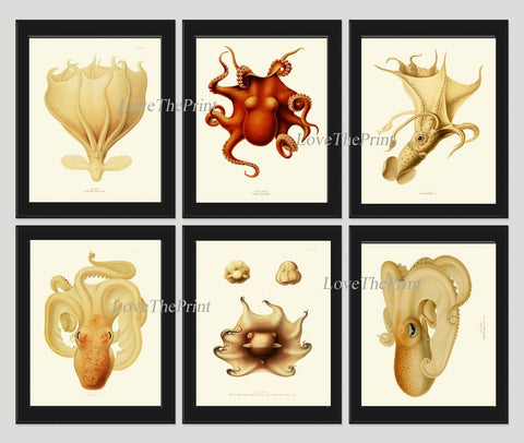 Bathroom Beach House Wall Art Set of 6 Beautiful Antique Vintage Octopus Squid Sea Ocean Tropical Marine Science Nautical Decor to Frame ODC