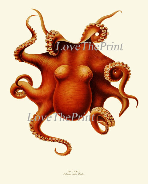 Bathroom Beach House Wall Art Set of 6 Beautiful Antique Vintage Octopus Squid Sea Ocean Tropical Marine Science Nautical Decor to Frame ODC