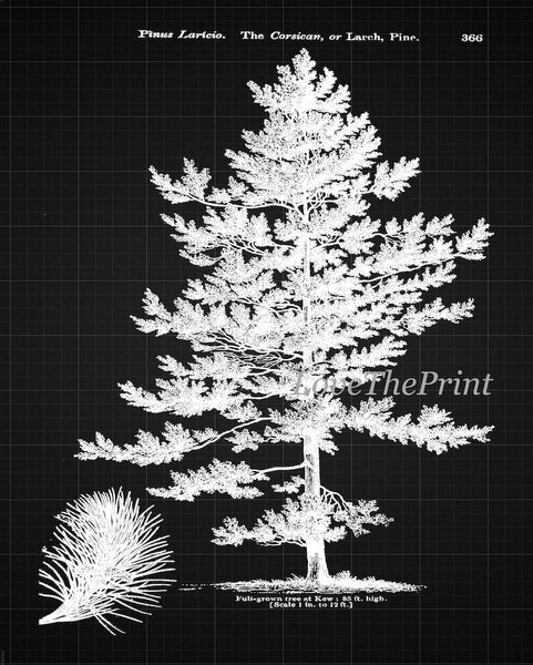 Black Background Prints Pine Tree Botanical Wall Art Set of 9 Beautiful Vintage Antique Black and White Interior Design Decor to Frame LODT
