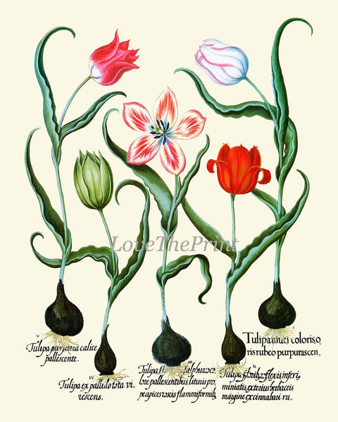 Tulips Botanical Prints Wall Art Set of 3 Beautiful Antique Vintage Red Yellow Bulb Plant Chart Floral Dining Room Home Decor to Frame BESL