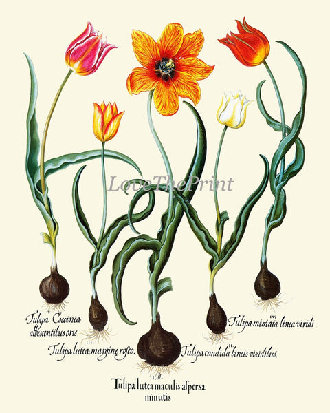 Tulip Botanical Prints Wall Art Set of 4 Beautiful Colorful Spring Summer Antique Vintage Floral Interior Dseign Home Decor to Frame BESL