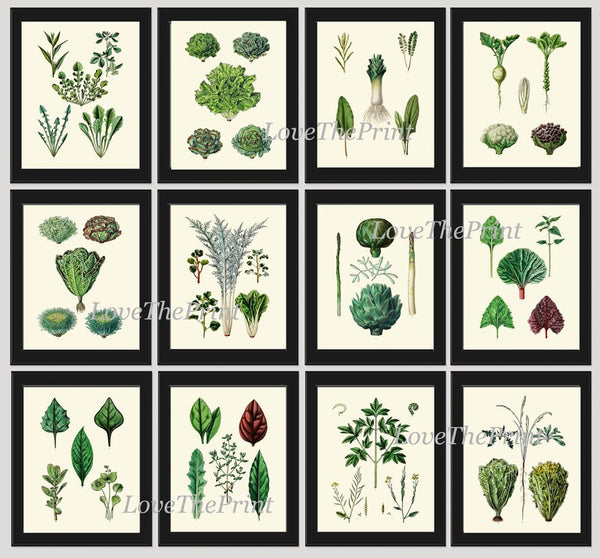 Kitchen Dining Room Wall Art Vegetable Prints Salad Leaf Set of 12 Botanical Antique Vintage Green Garden Nature Home Decor to Frame HORT