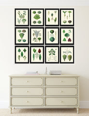 Kitchen Dining Room Wall Art Vegetable Prints Salad Leaf Set of 12 Botanical Antique Vintage Green Garden Nature Home Decor to Frame HORT
