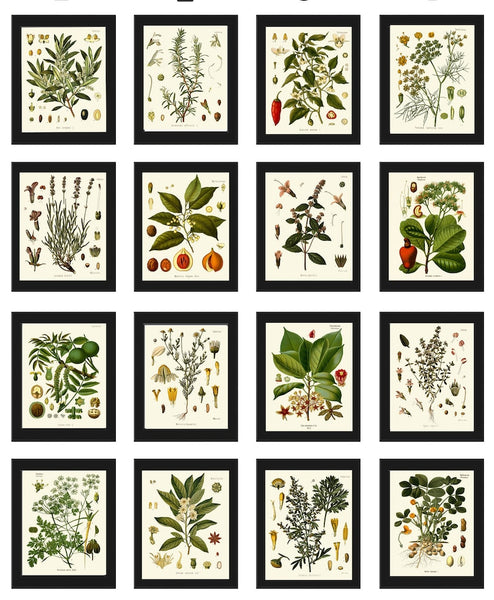 Herbs and Spices Prints Botanical Set of 16 Beautiful Antique Vintage Kitchen Dining Room Interior Design Large Home Decor to Frame KOHS